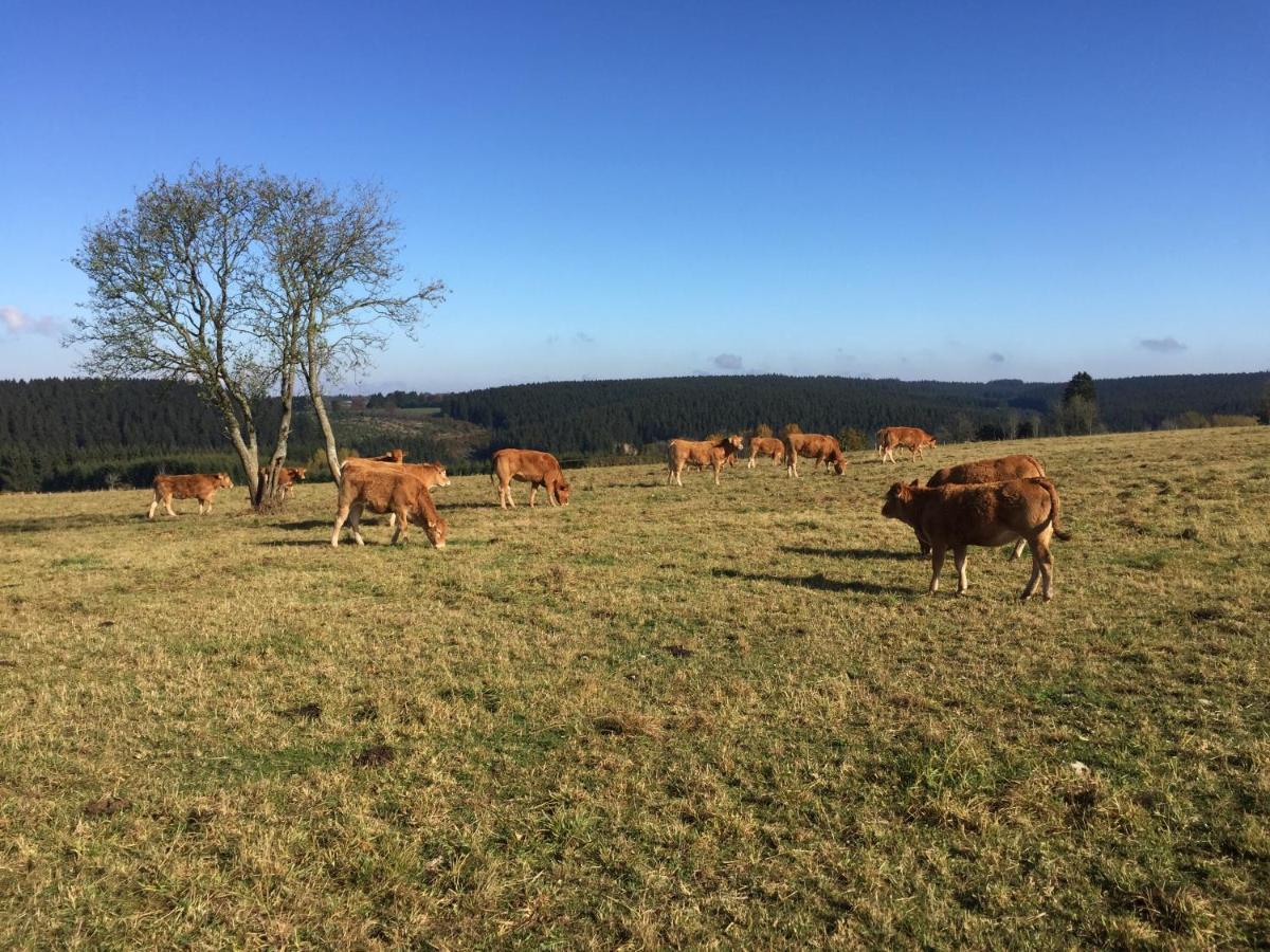 Chalet De Charme, Le "Caribou Lodge", Eifel Belge Büllingen Dış mekan fotoğraf